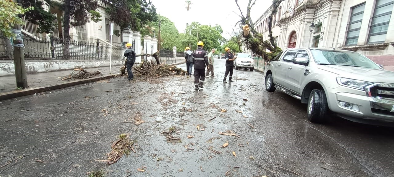 Temporal en Salta: Numerosas intervenciones por árboles caídos y viviendas afectadas